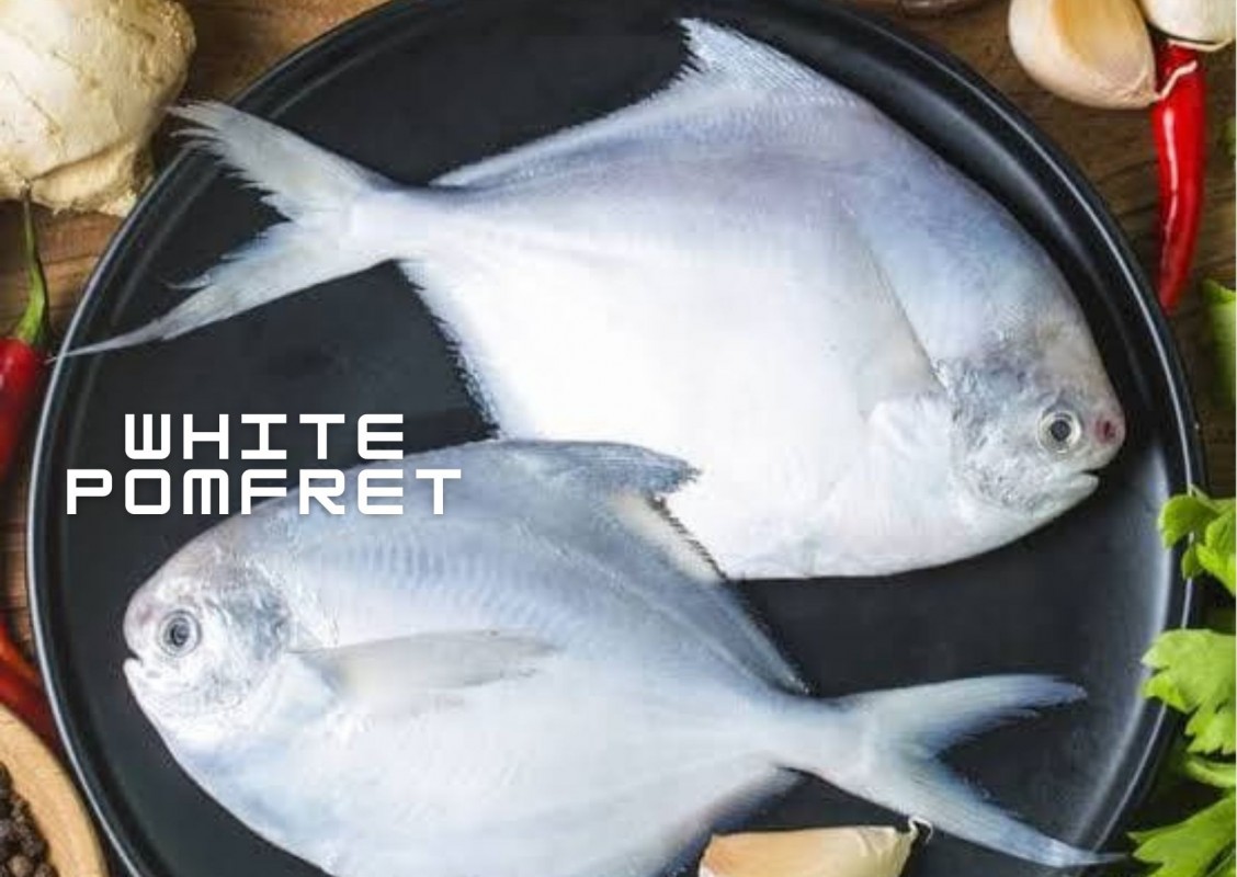 White Pomfret (Indian) from India